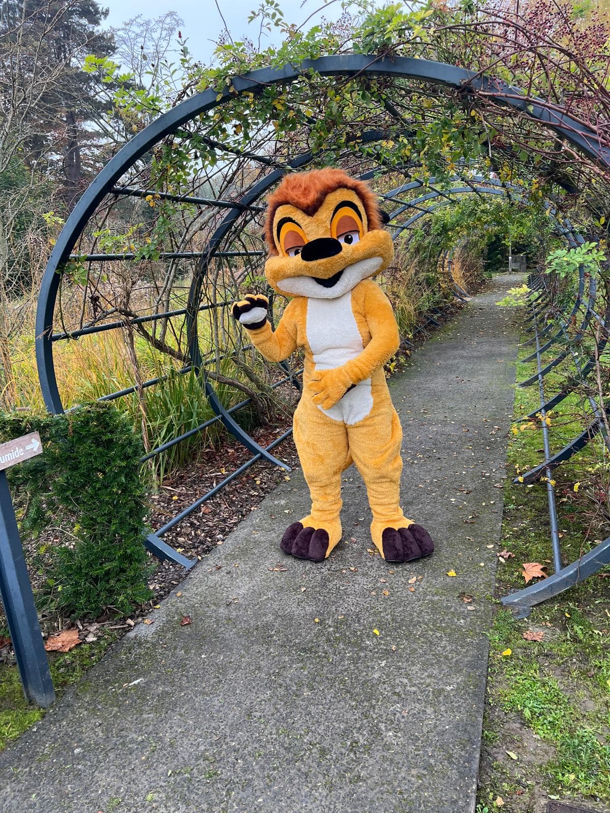 Timon